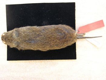 Media type: image;   Mammalogy 26645